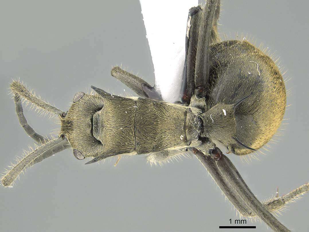 Image of Polyrhachis illaudata Walker 1859