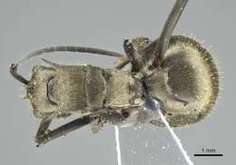 صورة Polyrhachis proxima Roger 1863