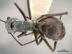 Image of Polyrhachis bicolor Smith 1858