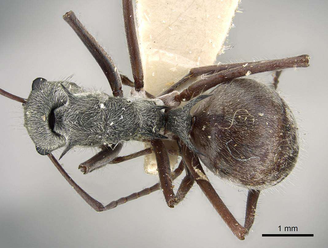 Image of Polyrhachis bicolor Smith 1858