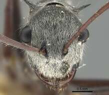 Image of Polyrhachis bicolor Smith 1858