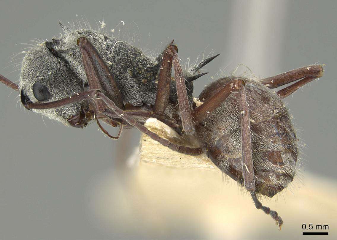 Image of Polyrhachis bicolor Smith 1858