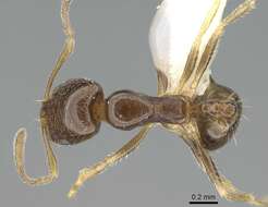 Image of Trichomyrmex destructor