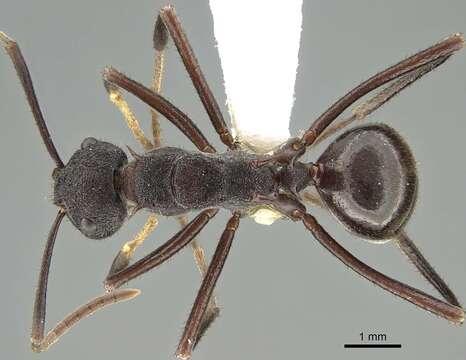 Image of Polyrhachis loweryi Kohout 1990