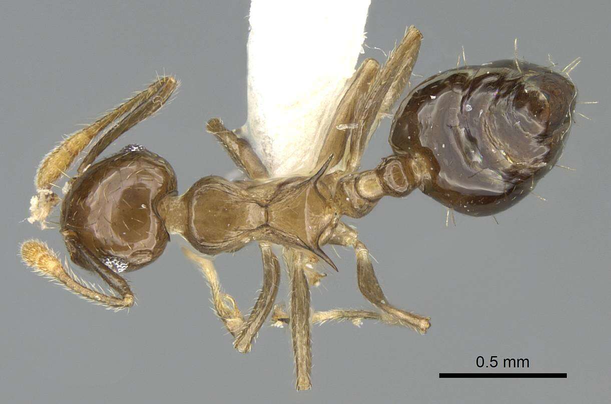 Image of Crematogaster baduvi Forel 1912