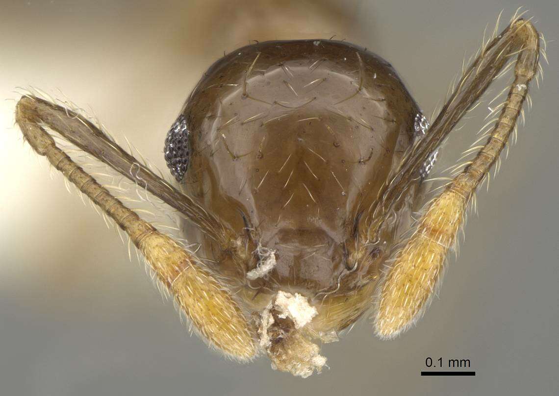 Image of Crematogaster baduvi Forel 1912