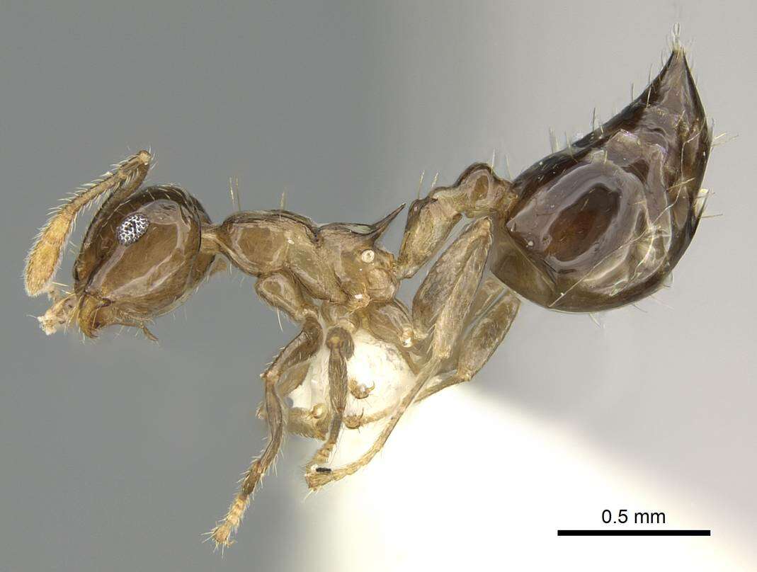 Image of Crematogaster baduvi Forel 1912