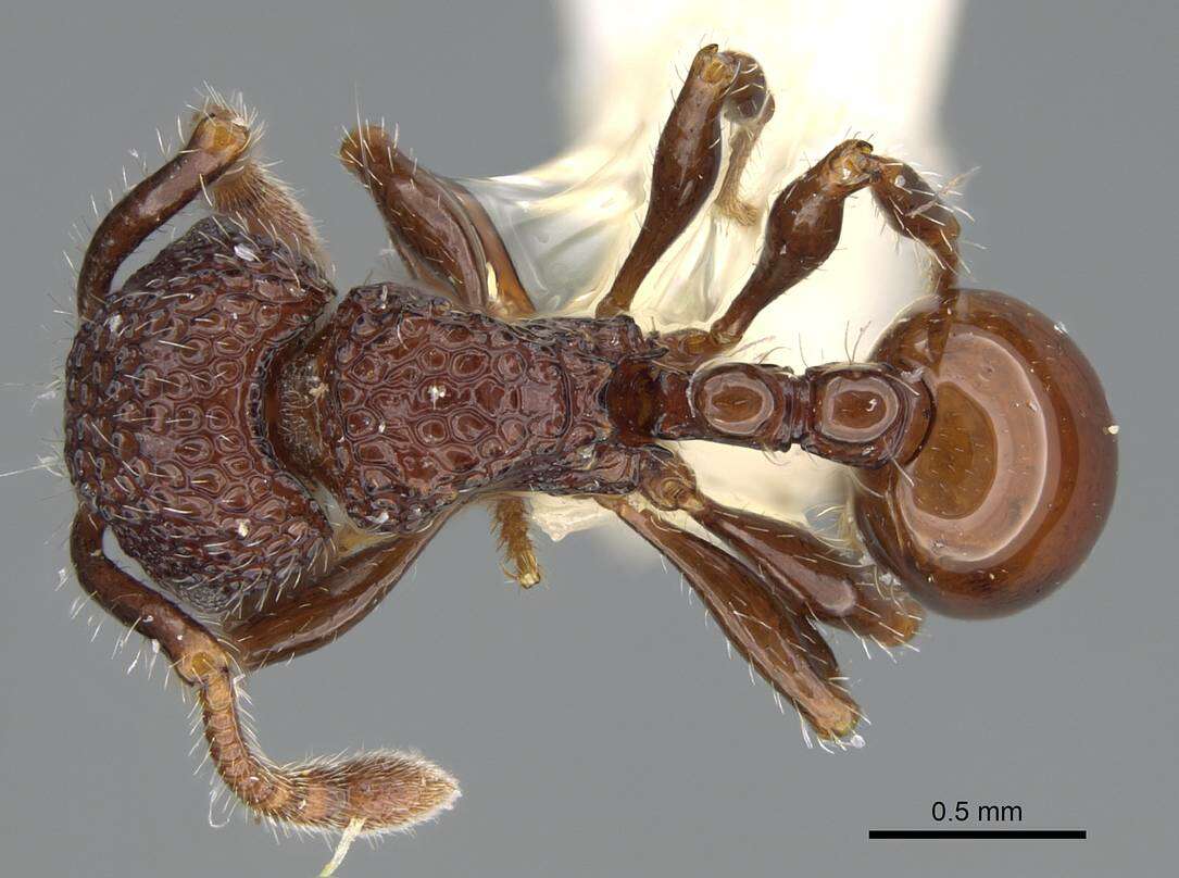 صورة Pristomyrmex brevispinosus Emery 1887