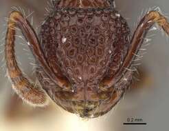 صورة Pristomyrmex brevispinosus Emery 1887