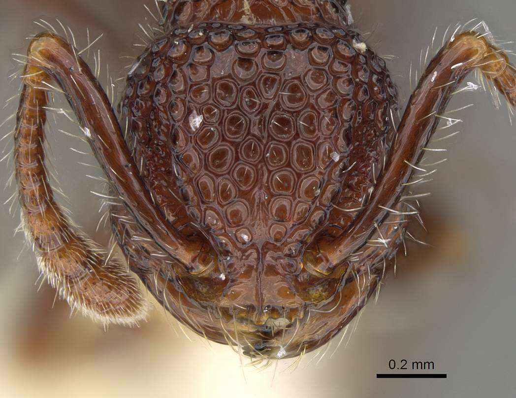 Image of Pristomyrmex brevispinosus Emery 1887