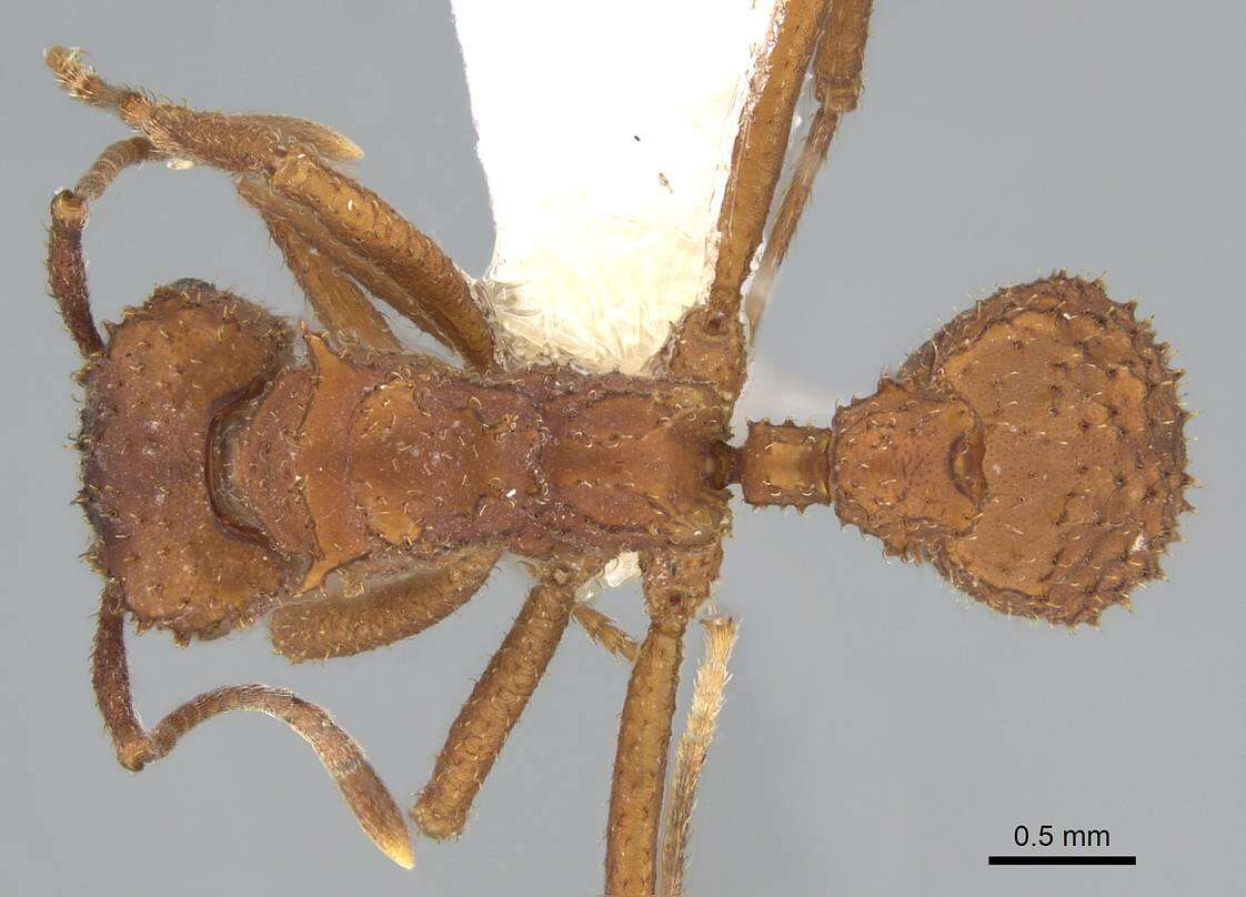 Plancia ëd Trachymyrmex