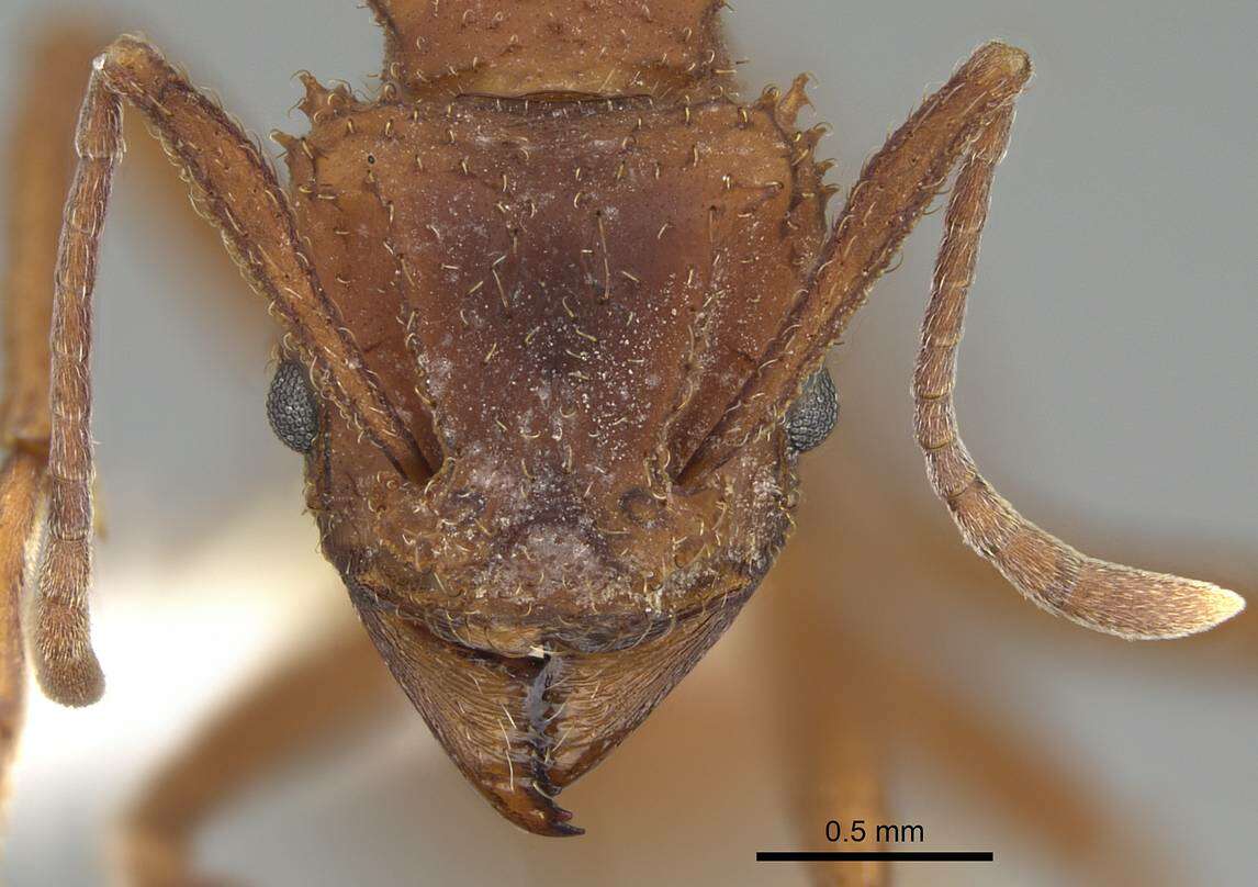 Plancia ëd Trachymyrmex