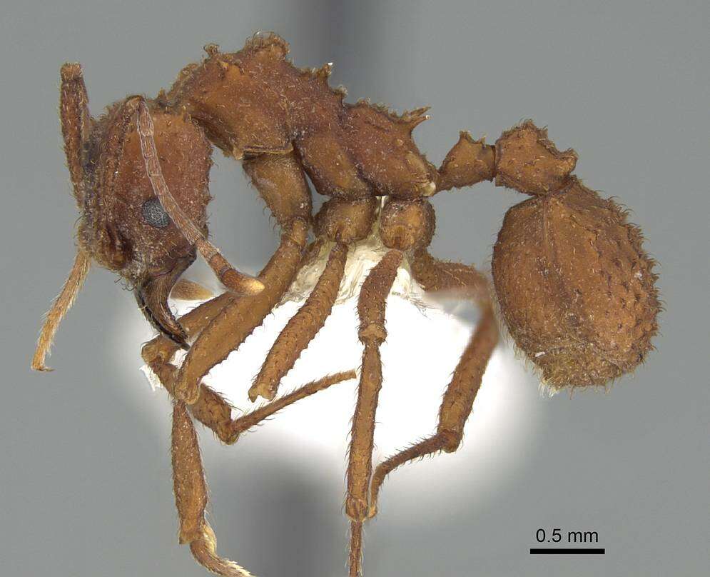 Plancia ëd Trachymyrmex