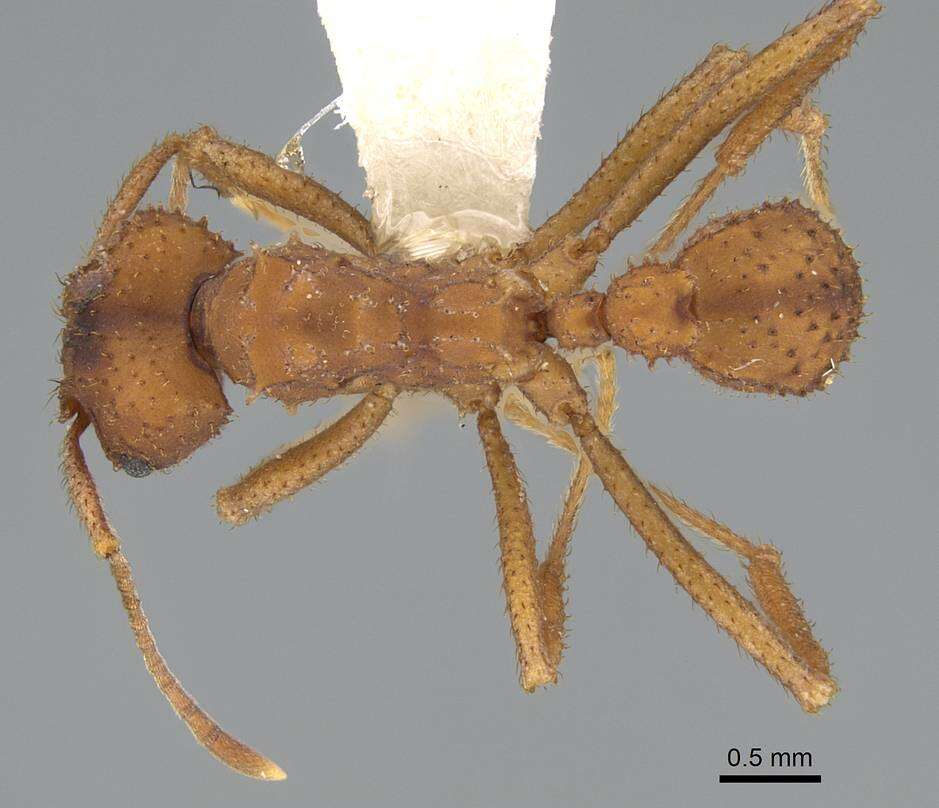 Image of Trachymyrmex saussurei (Forel 1885)