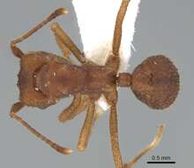 Image of Myrmicinae