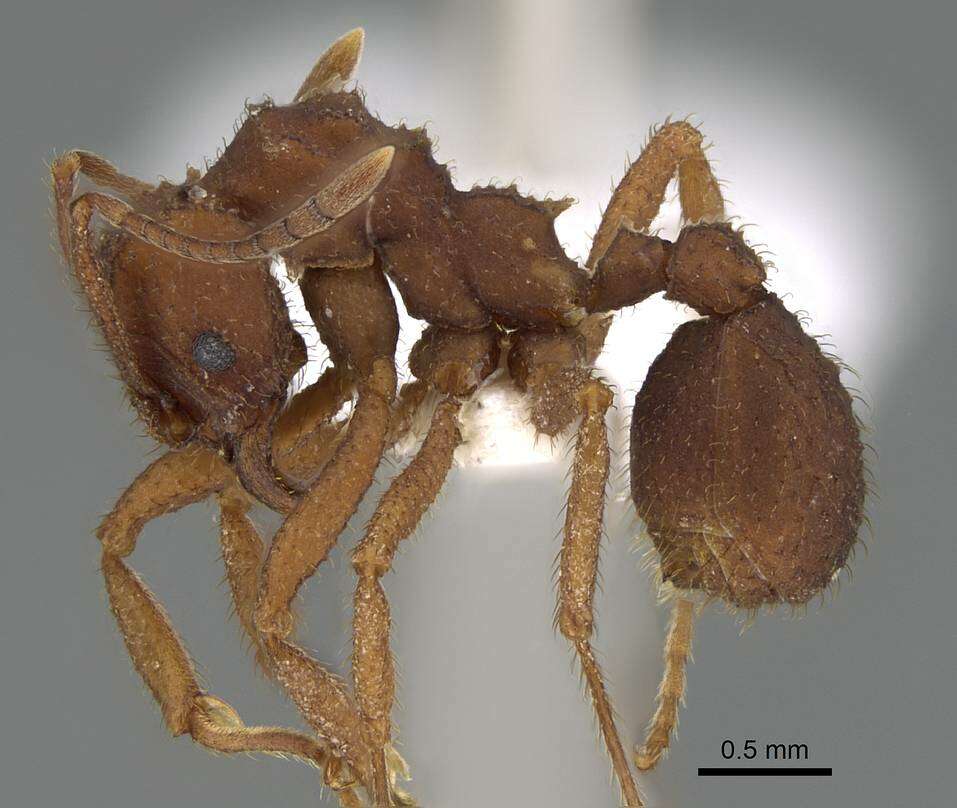 Image of Myrmicinae