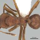 Imagem de <i>Trachymyrmex pomonae</i>