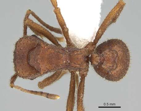 Image of <i>Trachymyrmex pomonae</i>