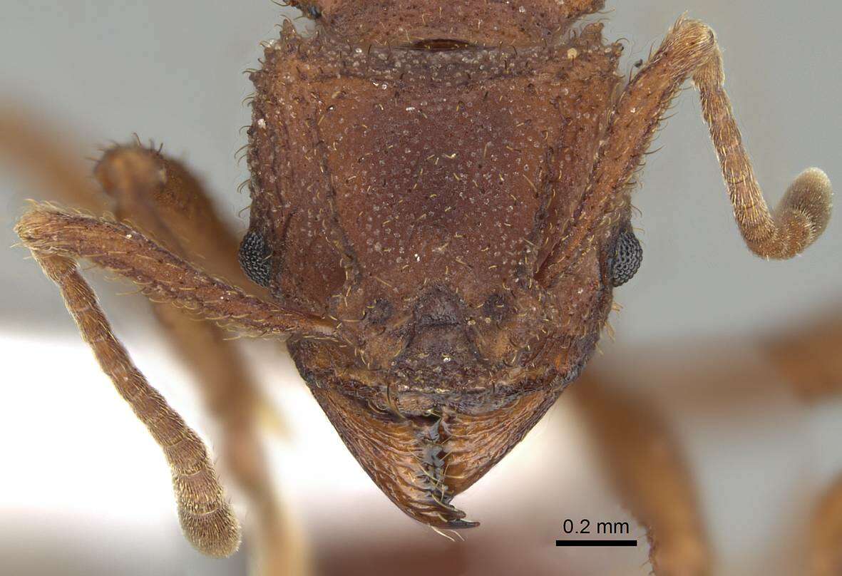 Image of <i>Trachymyrmex pomonae</i>