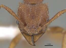 <i>Trachymyrmex pakawa</i> resmi