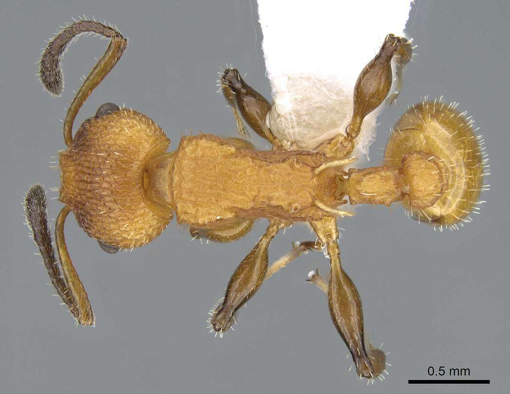 Image of Nesomyrmex