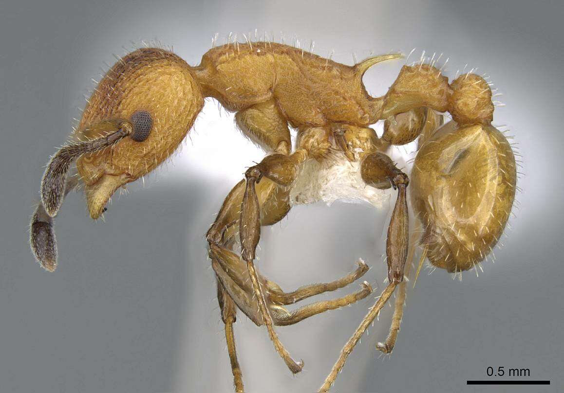 Image of Nesomyrmex