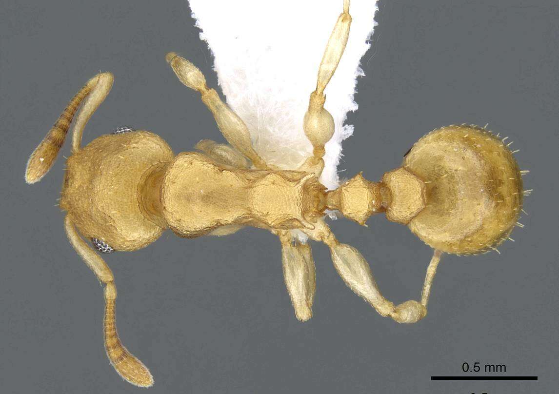 Image of <i>Nesomyrmex stramineus</i>