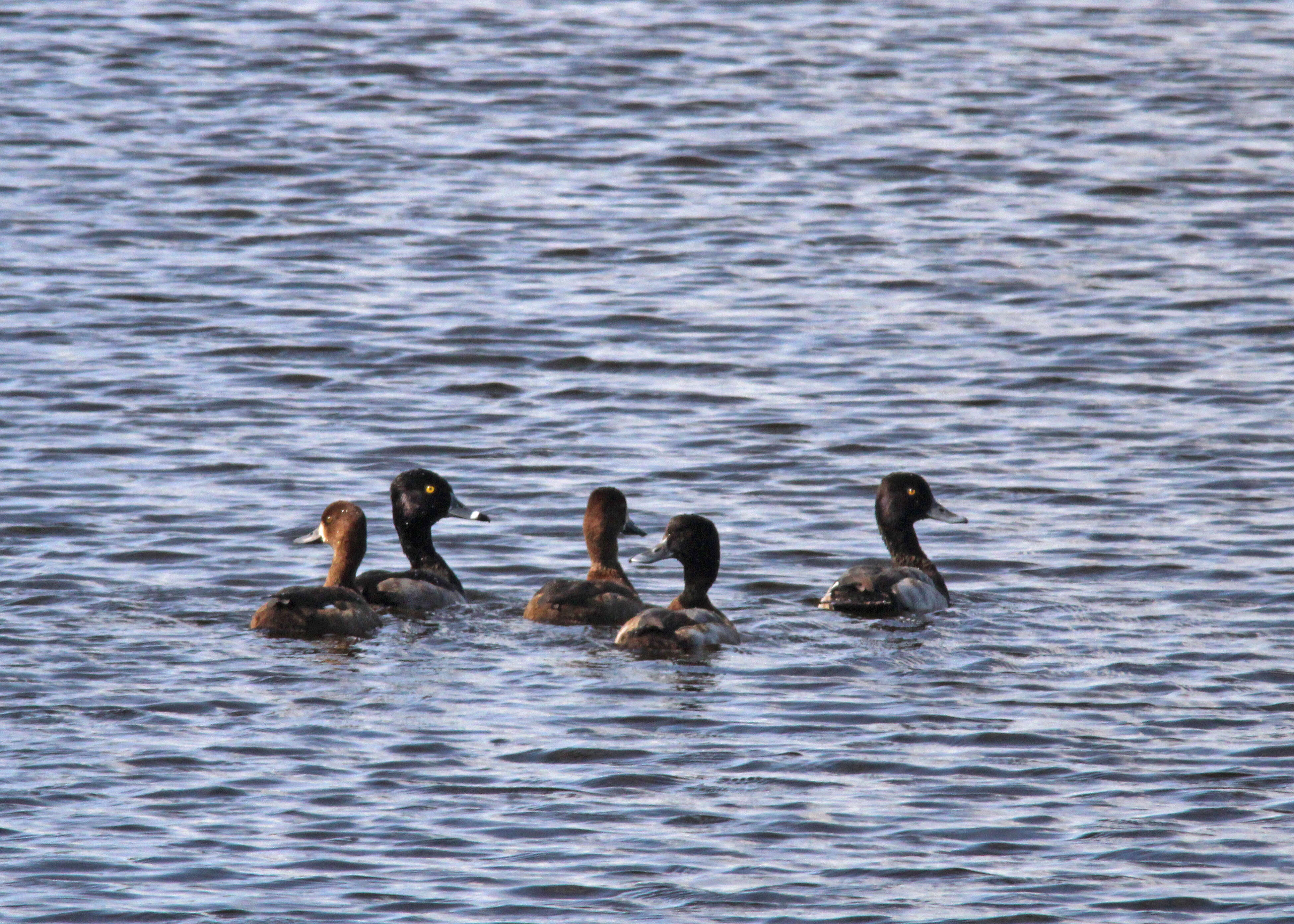 Image of Lesser Scaup