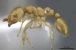 Image of <i>Nesomyrmex stramineus</i>