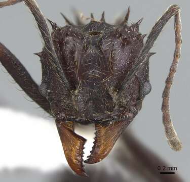 Imagem de Acromyrmex