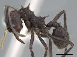 Image of Acromyrmex