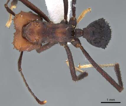 Imagem de Acromyrmex