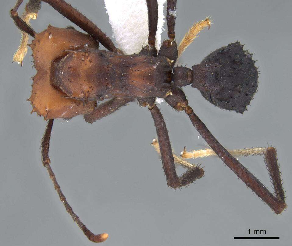 Imagem de Acromyrmex aspersus (Smith 1858)