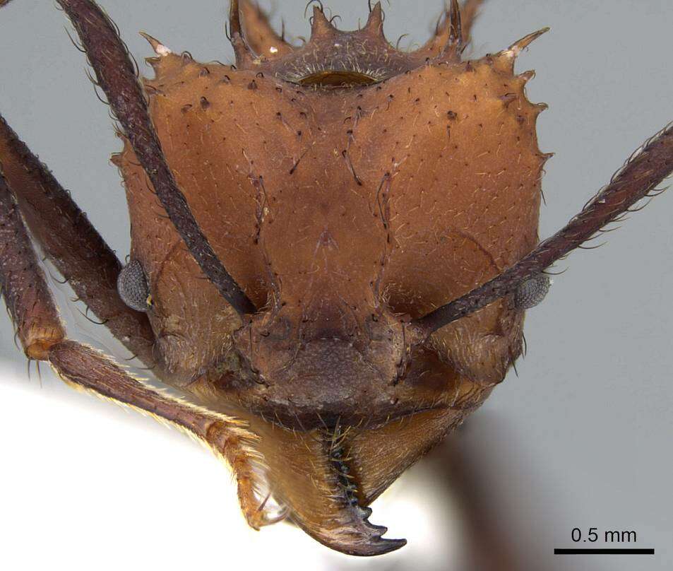 Imagem de Acromyrmex aspersus (Smith 1858)