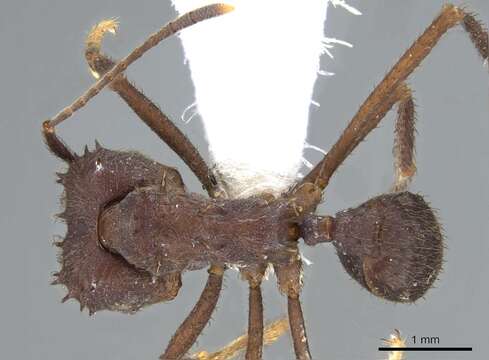 Image of Acromyrmex disciger (Mayr 1887)