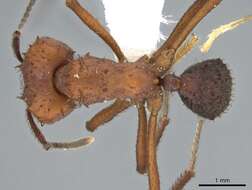 Plancia ëd Acromyrmex hispidus Santschi 1925