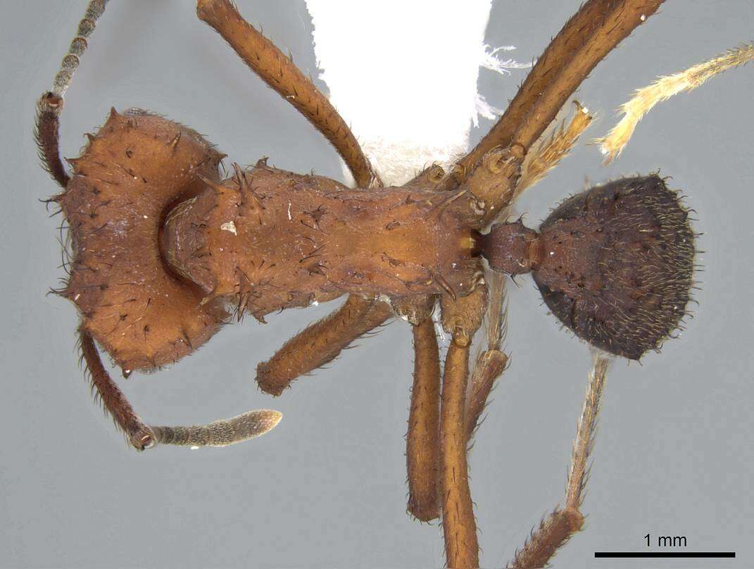 Plancia ëd Acromyrmex hispidus Santschi 1925