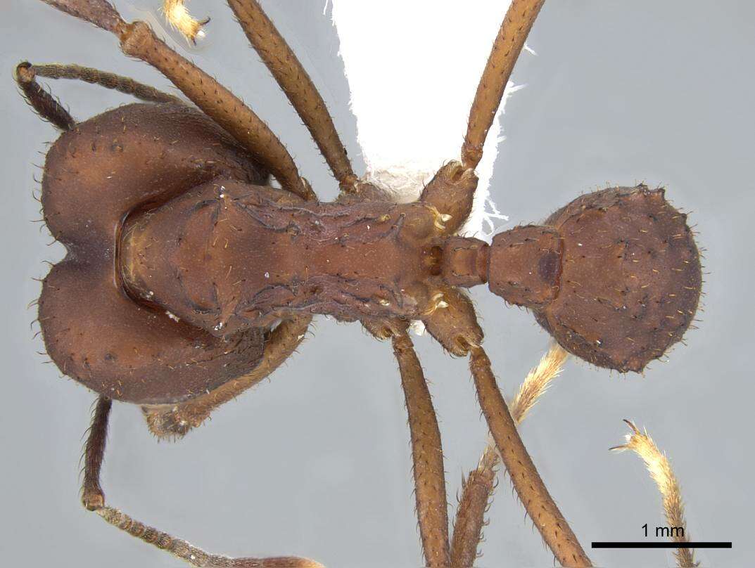 Image de Acromyrmex landolti (Forel 1885)