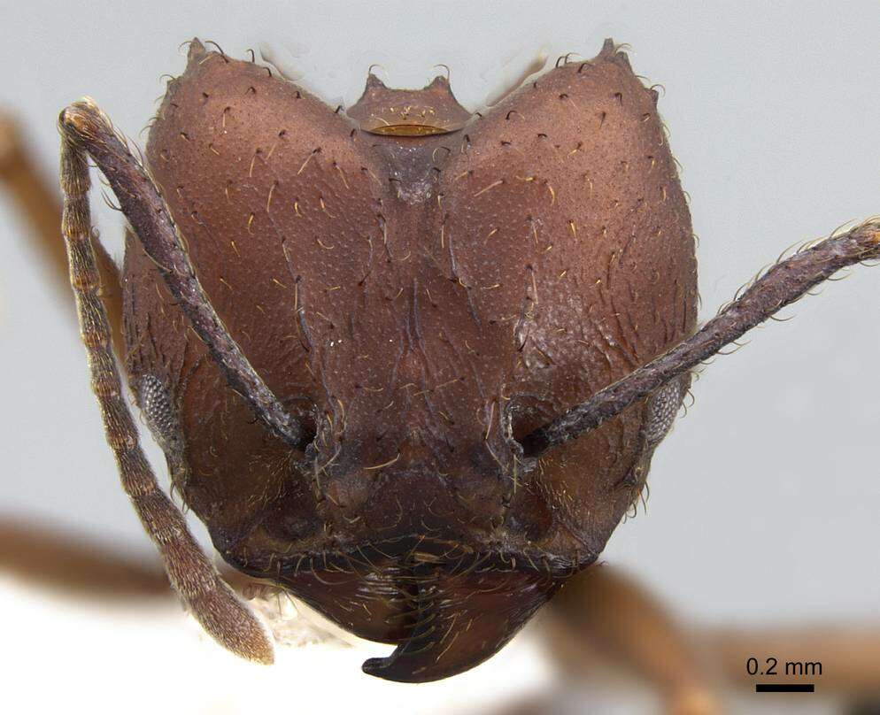 Image de Acromyrmex landolti (Forel 1885)