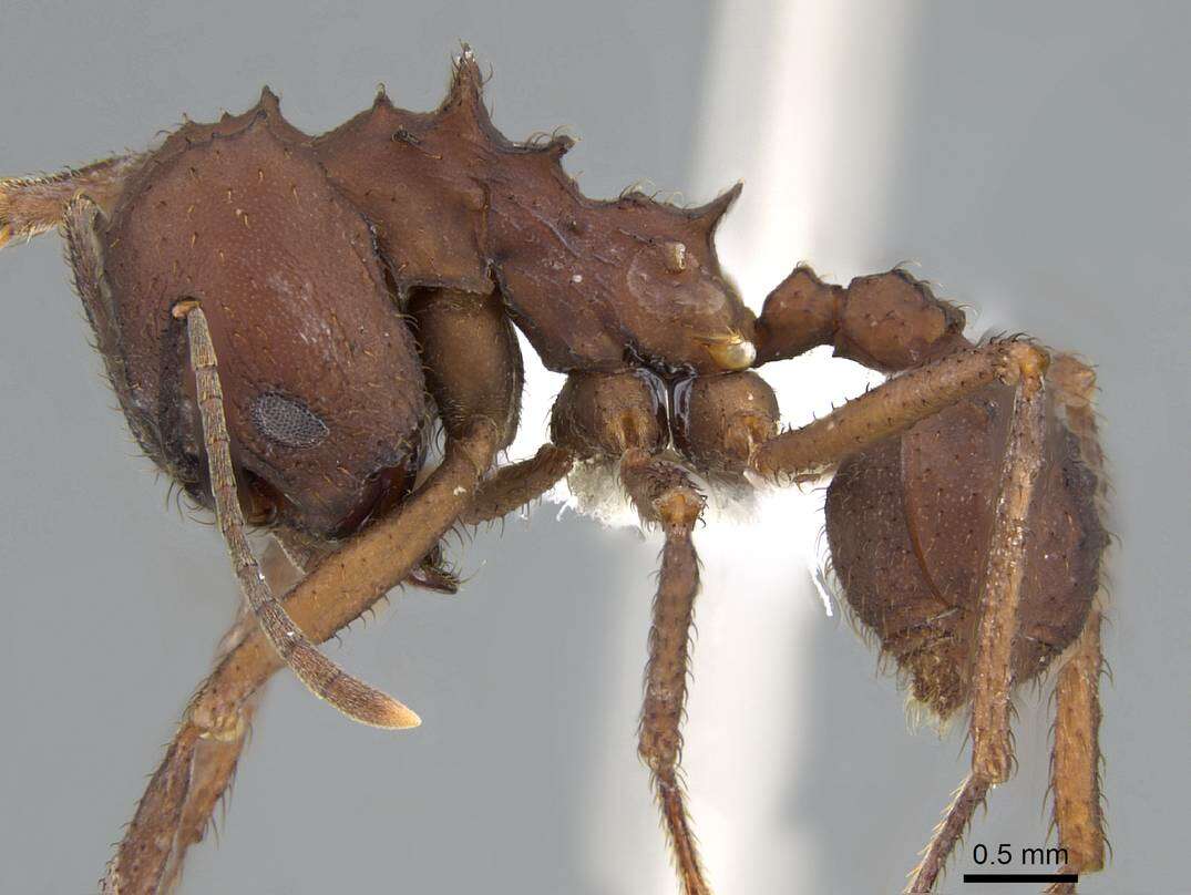 Image de Acromyrmex landolti (Forel 1885)