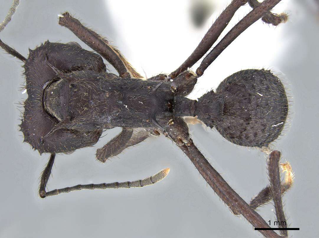 Image of Acromyrmex lobicornis (Emery 1888)