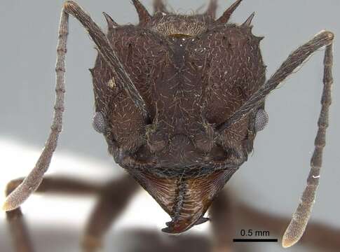 Image of leaf-cutter ants