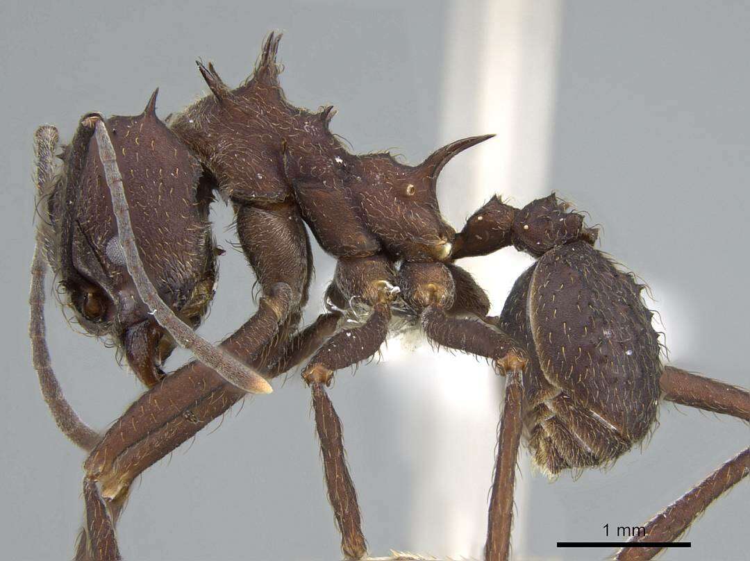 Image of leaf-cutter ants