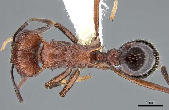 Image of Acromyrmex striatus (Roger 1863)