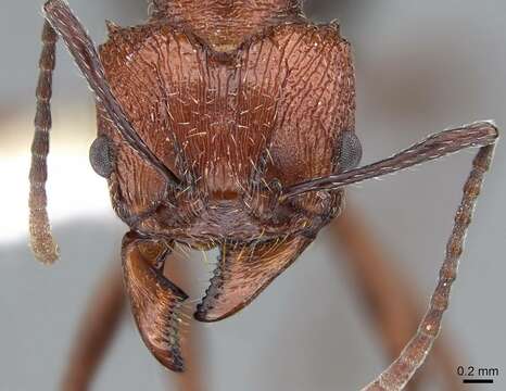 Image of Acromyrmex striatus (Roger 1863)