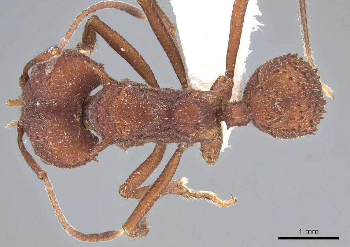 Image of Acromyrmex versicolor (Pergande 1894)