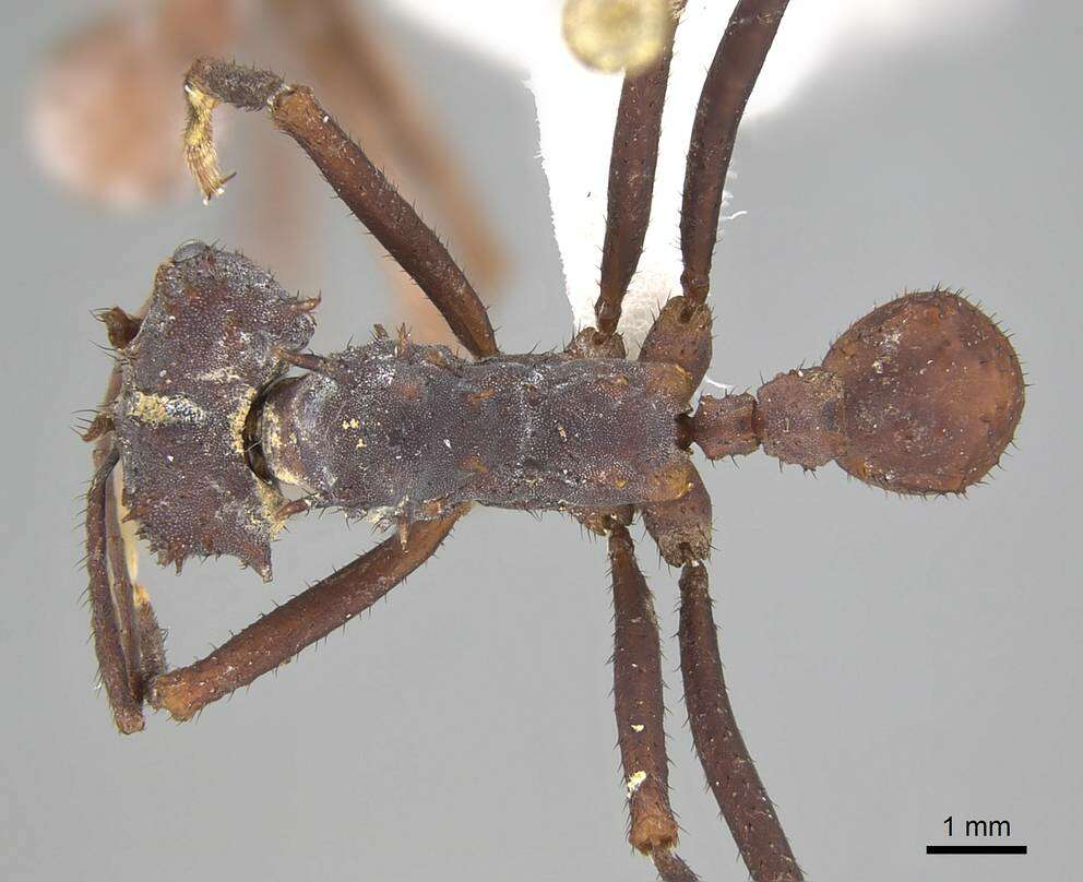 Image of Acromyrmex volcanus