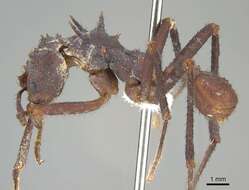 Image of Acromyrmex volcanus