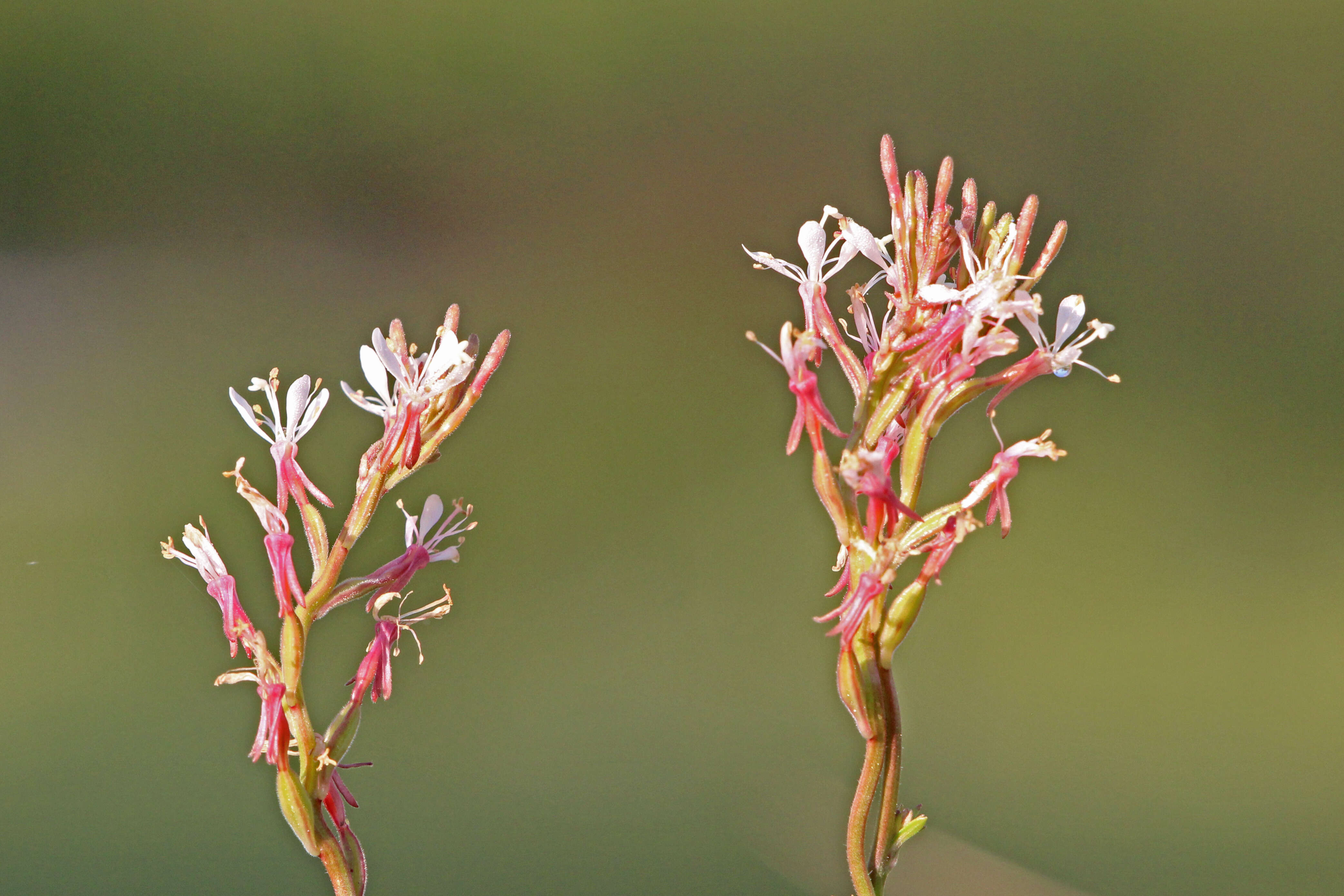 Imagem de Oenothera simulans (Small) W. L. Wagner & Hoch