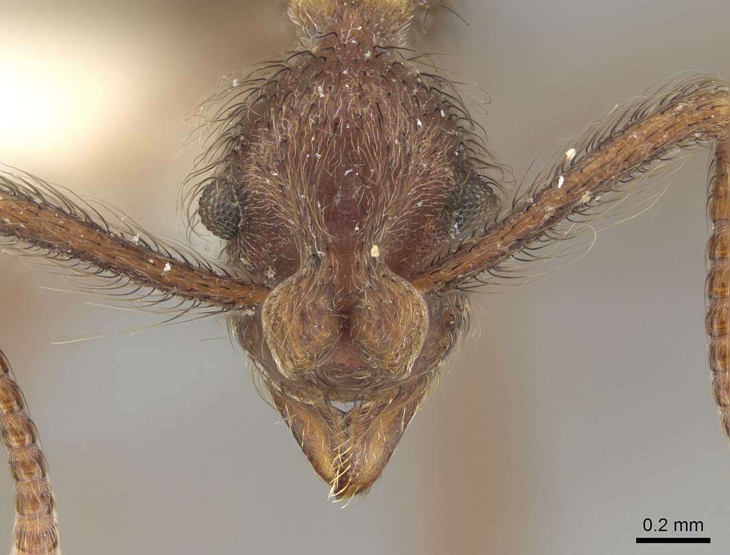 Image of Apterostigma bolivianum Weber 1938